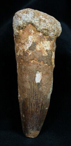 Inch Spinosaurus Tooth - Composite #1602